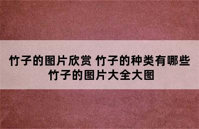 竹子的图片欣赏 竹子的种类有哪些 竹子的图片大全大图